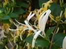lonicera (5)