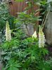 lupin (1)
