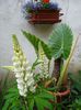 lupin (2)