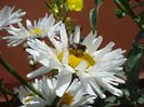 margarete (2)