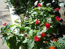 mirabilis jalapa (1)