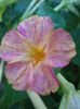 mirabilis jalapa (3)