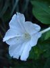 mirabilis jalapa (4)