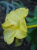 mirabilis jalapa (5)