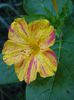 mirabilis jalapa (6)
