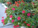 mirabilis jalapa (7)