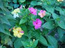 mirabilis jalapa (8)