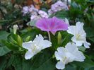 mirabilis jalapa