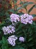 phlox (1)