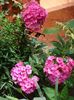 phlox (3)