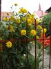 Rudbeckia Laciniata Hortensia (1)