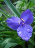 tradescantia virginiana (2)