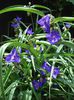 tradescantia virginiana (4)