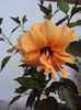 DSC08208