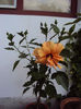 DSC08209