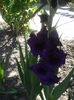 gladiola