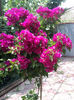 bougainvillea ciclam