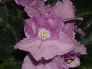 DSCN4216