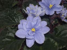 DSCN4211