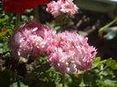 DSCN4189