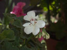DSCN4190