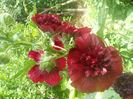 DSCN4711