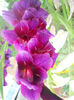 DSCN4766