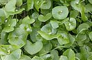 Claytonia Perfoliata