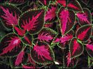 Coleus