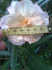 PROVENCE _EXOTICA 8