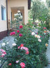 DSCF9462