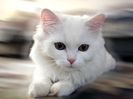 cats-white-cat