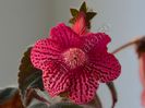 Kohleria Elise
