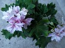 Joann Hodgson 1
