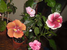 hibiscus grup