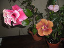 hibiscus grup