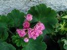 australian pink rosebud