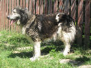 lola ciobanesc de bucovina