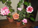 hibiscus grup