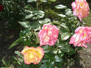 Picture 018