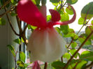 Fuchsia 'Snow Cap'
