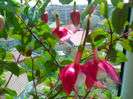 Fuchsia 'Snow Cap'