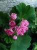 australian pink rosebud 2