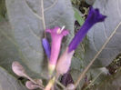 iochroma australis grandiflora