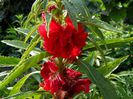impatiens balsamina 2