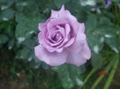 Mamie Blue