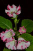 Rosalinda