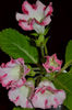 Rosalinda