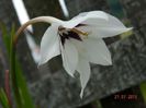 GLADIOLE PARFUMATE