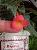 23 iulie 2013-flori 023